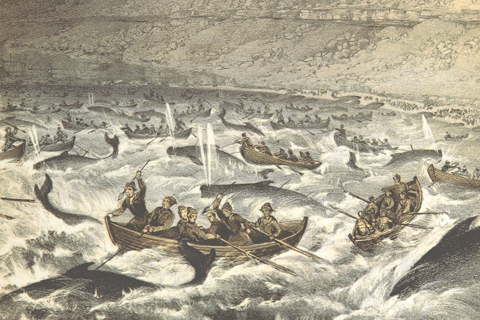 Whaling in the Faroe Islands 17th of June 1854. Source: Wikipedia
