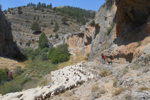 Albarracin - Sheep on the way through the Sierra © 123rf
