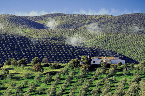 Dehesas mixed with olive groves in the Sierra Morena © spain.info