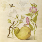 Fly or Blister Beetle, Willow Bellflower, Gourd, and Bindweed in Mira calligraphiae monumenta, 1561–62, Joris Hoefnagel