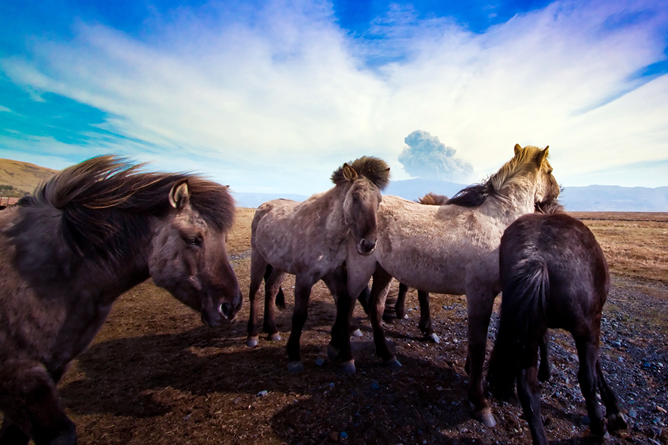 Icelandic horses posing in front of a volcano spewing ash. © Sugurdur Brynjarsson/Dreamstime