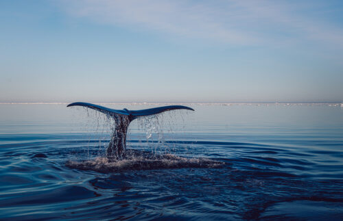 Whale splashing its tale in the icy waters of the North Atlantic. Source: Pxhere.com/Publis domain
