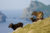 Sheep on the Island of Soyas in St. Kilda's archipelago. © 2016 - The Shrinking Sheep of St Kilda