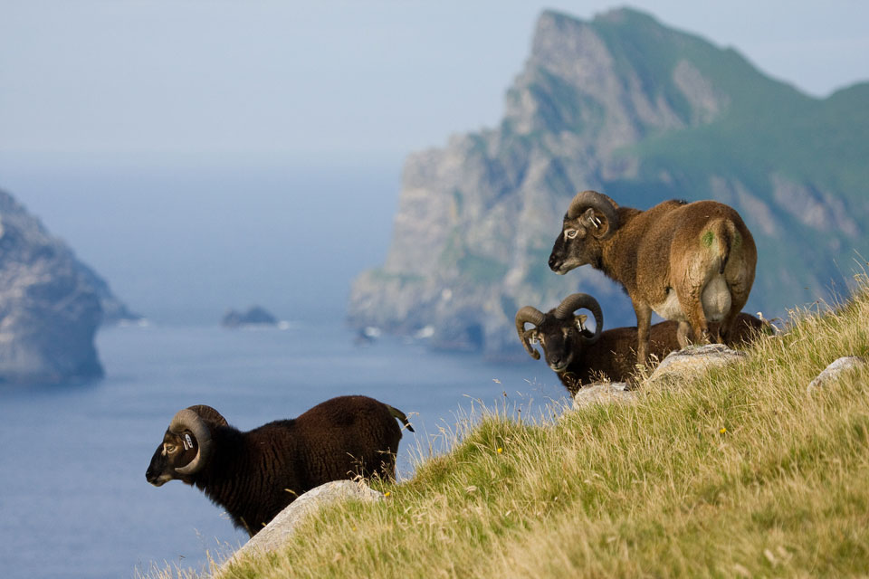 Sheep on the Island of Soyas in St. Kilda's archipelago. © 2016 - The Shrinking Sheep of St Kilda