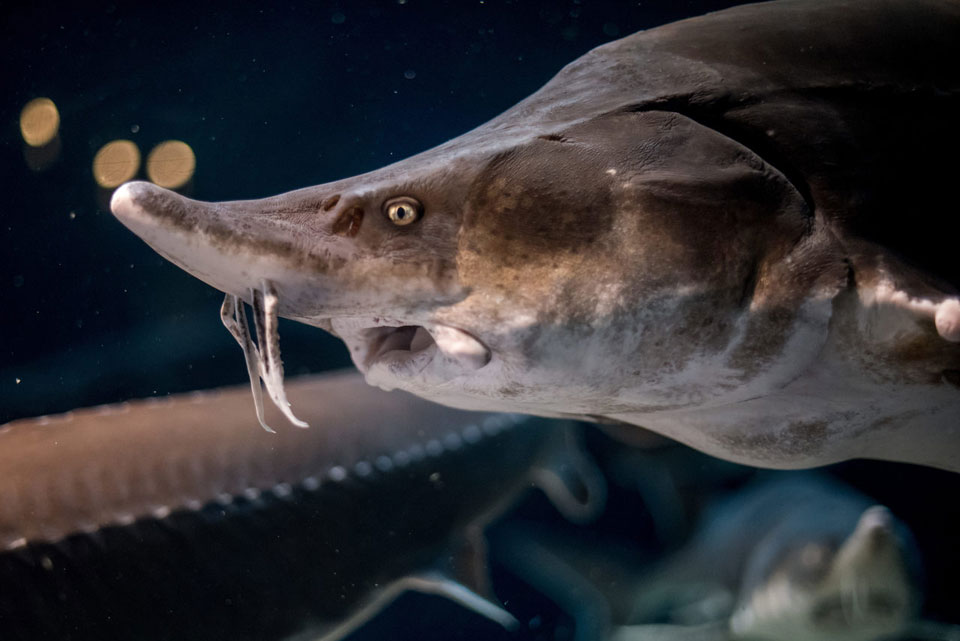 Sturgeon (Beluga) Source: Flickr/ Jin Kemoole