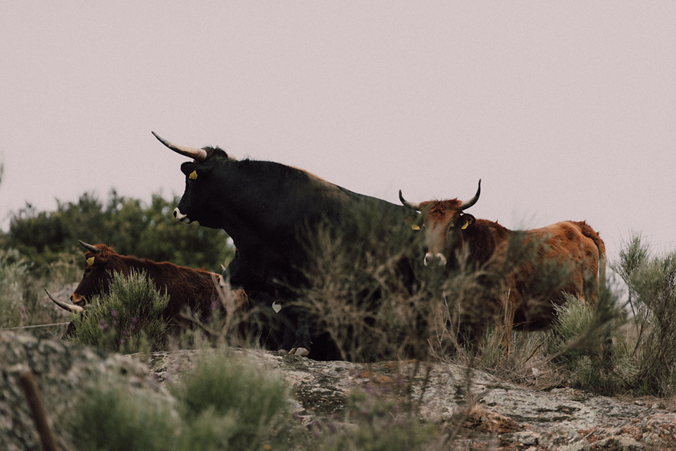 Taurus set free in the Coa Valley © Rewilding Portugal and Claudio Noy