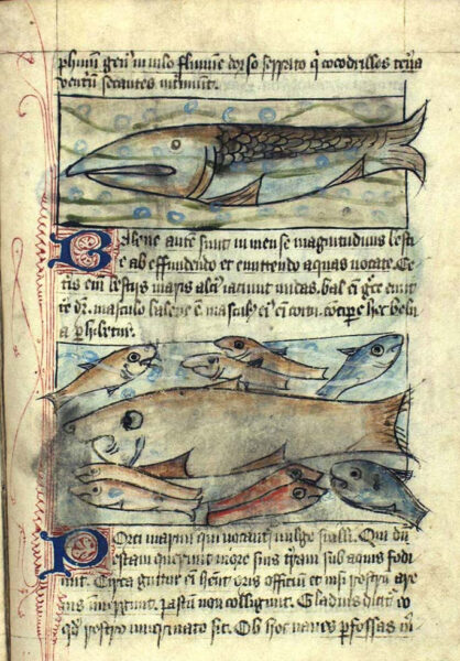 Two types of whales: the Barleen and the Toothed. KS 1633 4º: Bestiarius Royal Library, Denmark