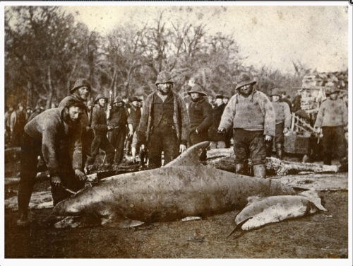 Whalers from Middelfat 1870. Source: Middelfart Museum