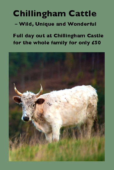 Ad for Chillingham Cattle