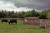 Dexter Cattle at Bede's World