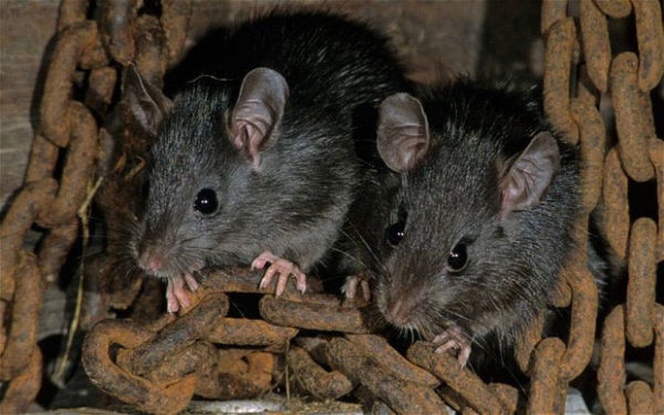 Black Rats . Source Wikipedia