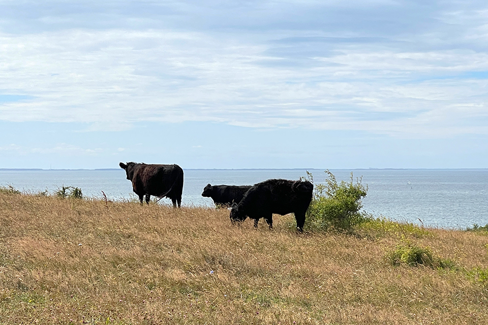 Cattle at Røsnæs © Schousboe 2021