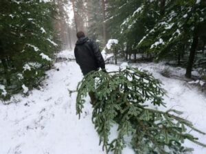 christmas tree