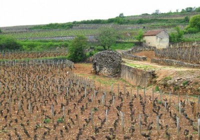 climats de bourgogne