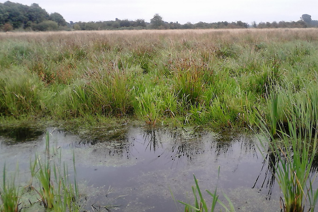 Doxey marshes near stafford web