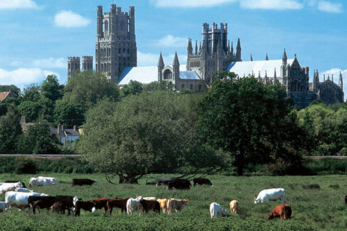Grazing in Front of the Ely Cathedral. Source: Wikipedia
