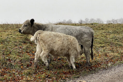 White Galloway cow with calf from Kohaven in Denmark © Schousboe