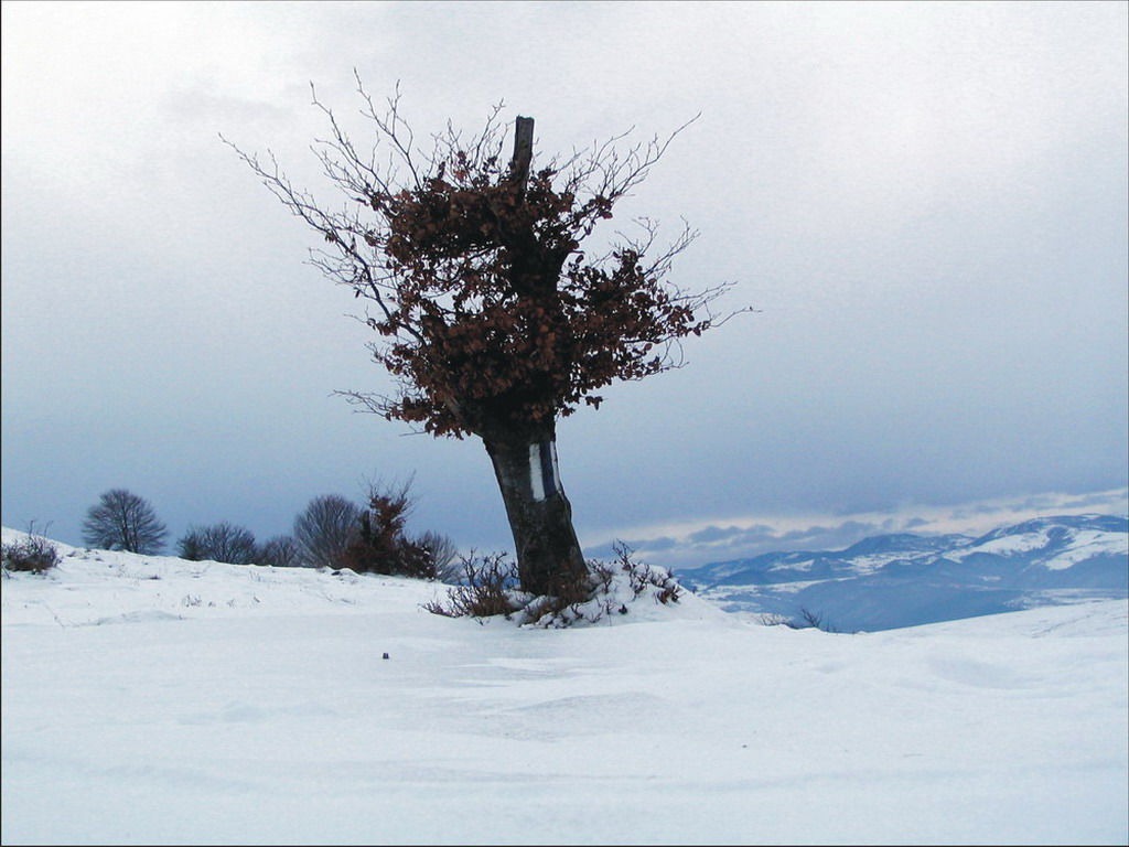 Loneliness in Romania