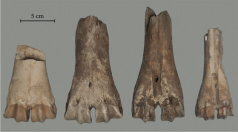 Metapodial bones from aurochs and cattle (first from the right) showing the size difference among the different individuals. The matatarsus from cattle has been radiocarbon dated (KIA-29092)After Glykou 2016. © By kind permission Aikatarian Glykou