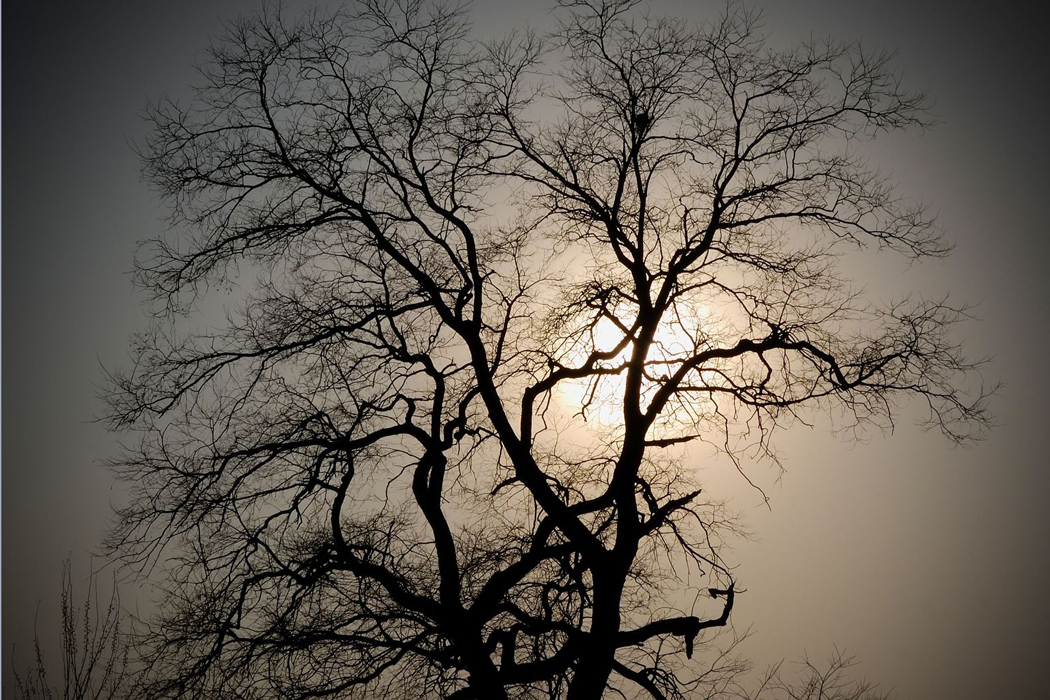 Oak tree 123rf - © anton malikov web