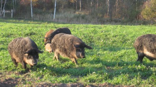 Pigs Roaming a Field in Michigan Source: Environmental Studies Blog