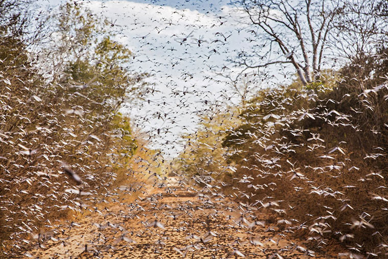 plague of locusts - Locust attack in Madagascar Dieter Telemans-Panos