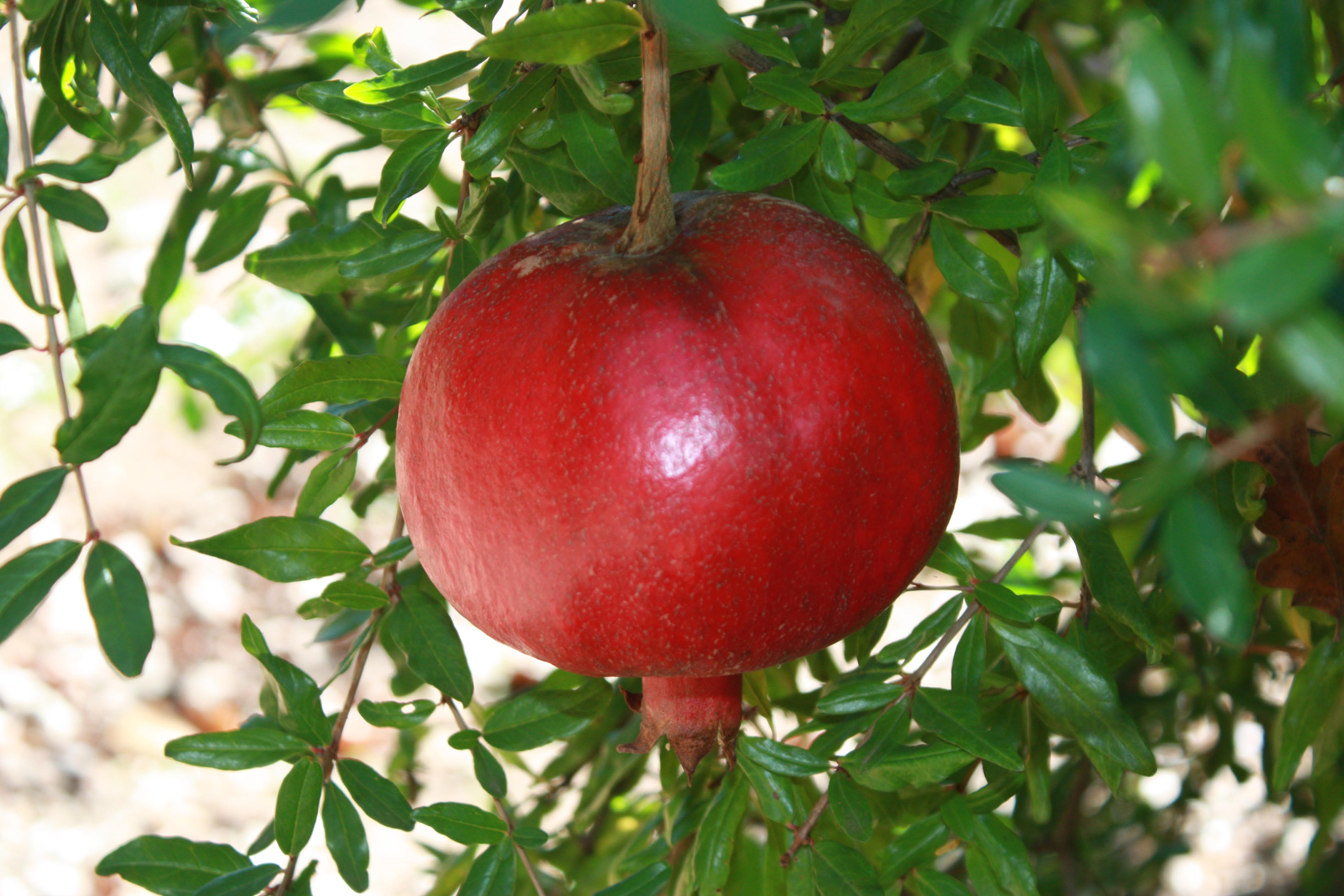 Pomegranates - Medieval History