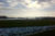 River Deben near Sutton Hoo © River Deben Association