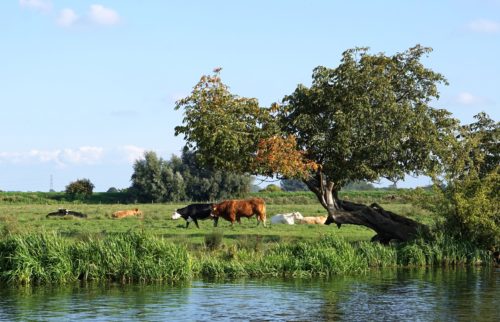 Riverside in the Cambridgeshire Fens © 123rf/Melanie Jones