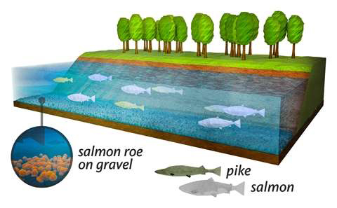Salmon in medieval waters. Credit: Radboud University