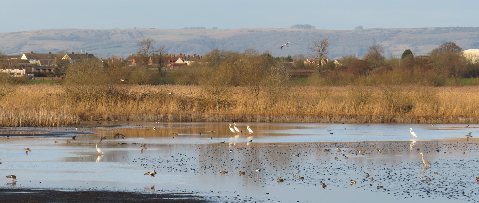 Shapweck Heath