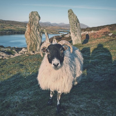 Sheep at Great Bernera, the Isle of Lewis