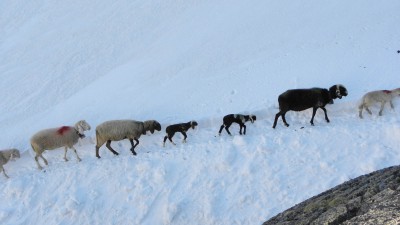 Sheep walking on the gletcher toward summer grazing in oetzital