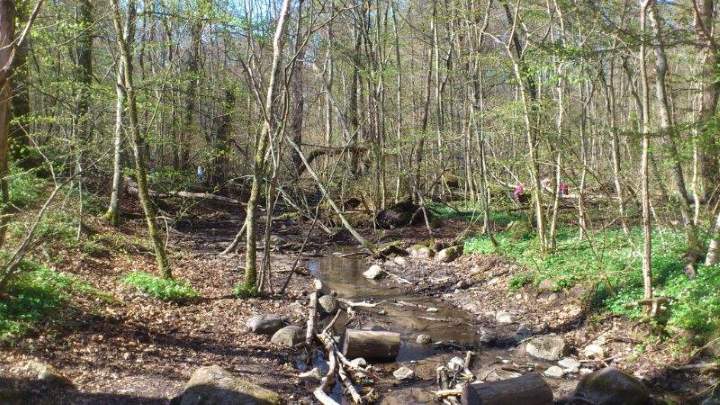 The Stream in Dalby Hage in spring