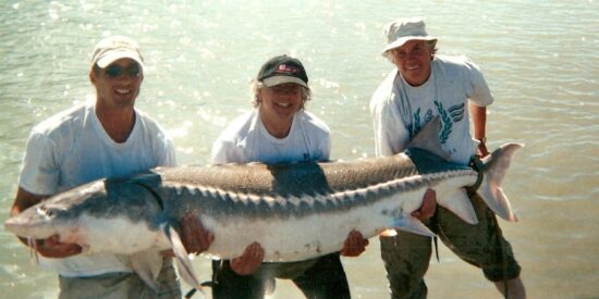 Atlantic Sturgeon caught in Canada. Source: wikipedia