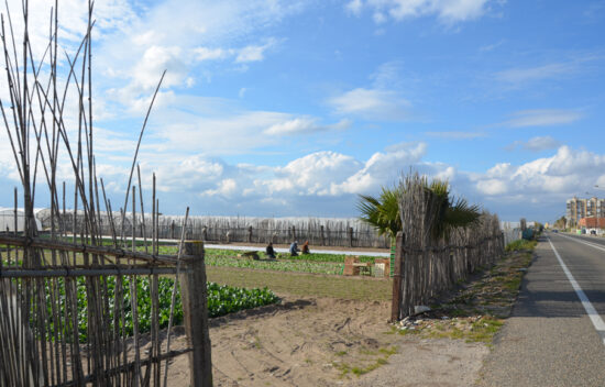 Tending a Market Garden outside Valencia © Karen Schousboe