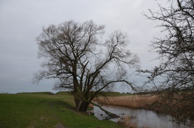 Trelleborg in Winter 2013 - small river to the left. The for tree may be seen in the back