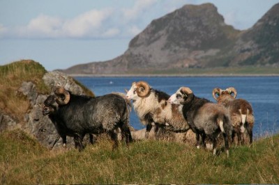 Villsau - Wild Sheep in Norway