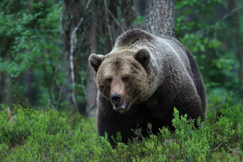 Brown Bear. Source: Wikipedia