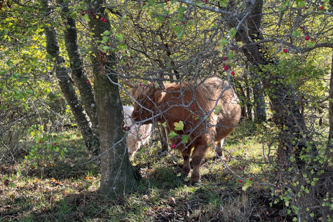 Bornholm Cattle roaming near Hammershus. 2022 © schousboe CCBYSA4.0