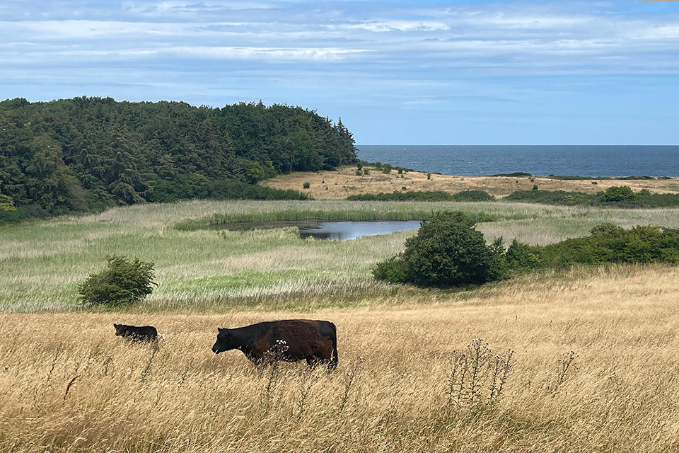 Semi feral cattle at Røsnæs in Denmark. 2022 © Schousboe CCBYSA03