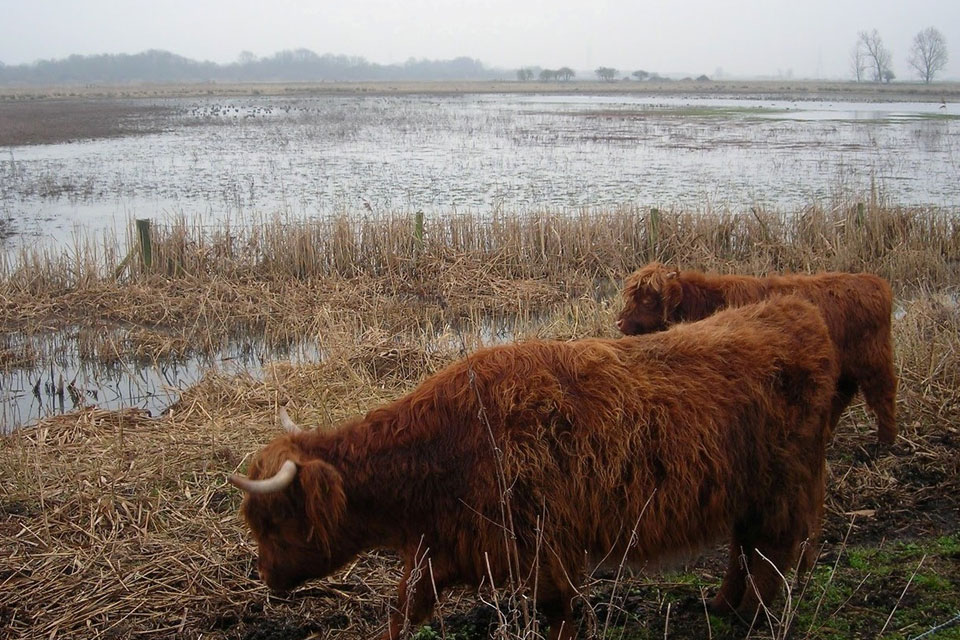 Highland Cattle grazing in the Wicken Fen